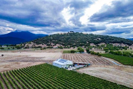 Panagopoulos Wineyard